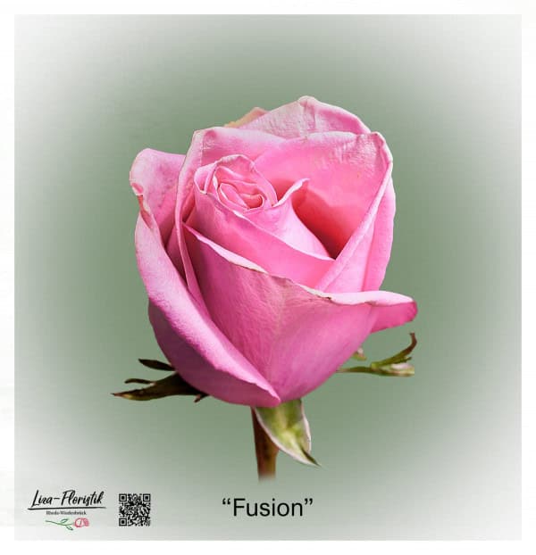 Ecuador Rose Fusion