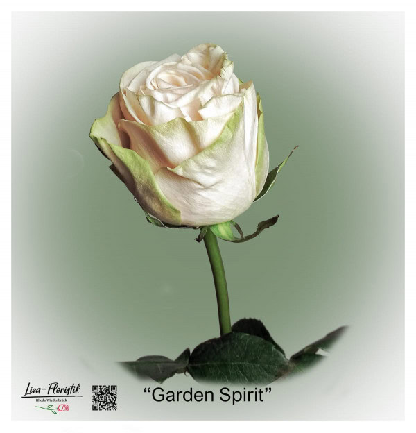Ecuador Rose Garden Spirit