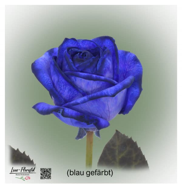 Blaue Rose Mondial