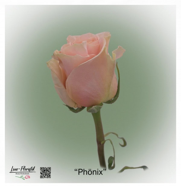 Ecuador Rose Phönix