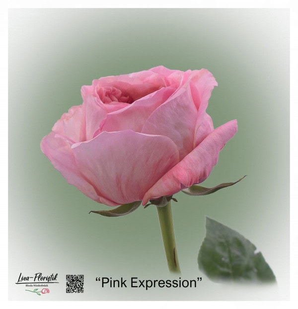 Ecuador Rose Pink Expression