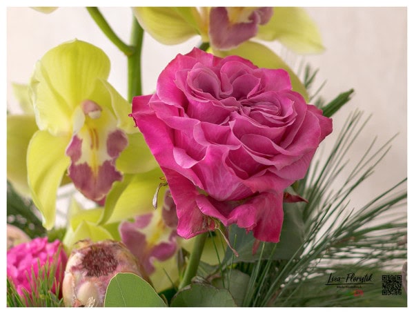 Ecuador Rose Country Blues vor Orchidee