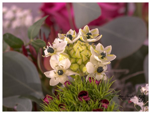 Ornithogalum (Milchstern) und Bartnelken im Detail