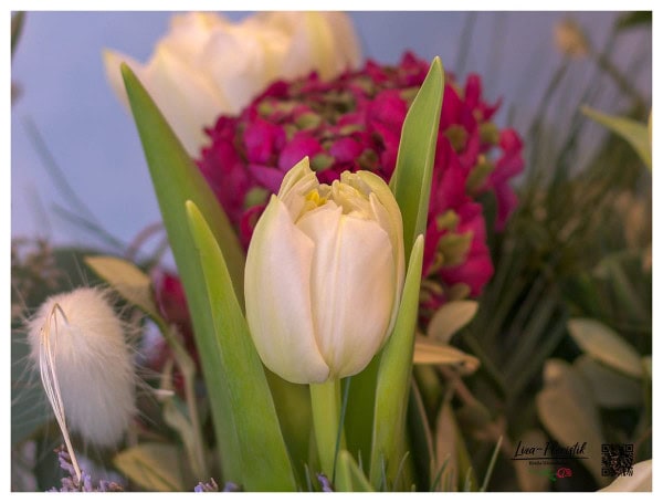 Tulpe vor Ranunkeln und Lagurus - Detail