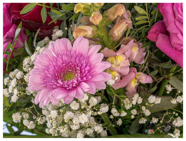 Detail - Gerbera und Schleierkraut