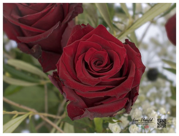 Detail - rote Ecuador Rose Explorer
