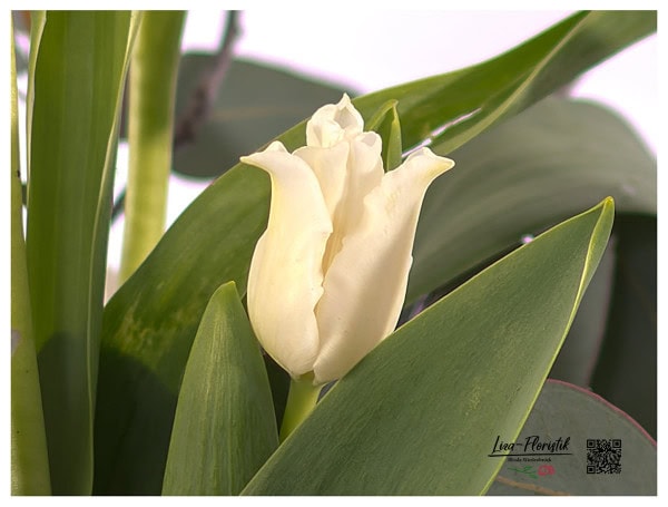 Detail - französische Tulpe