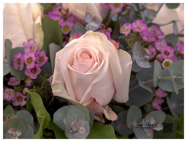 Ecuador Rose Pomerosa im Detail