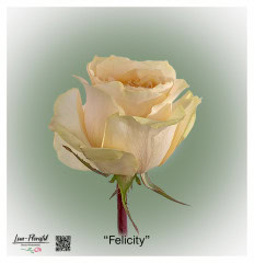 Ecuador Rose Felicity