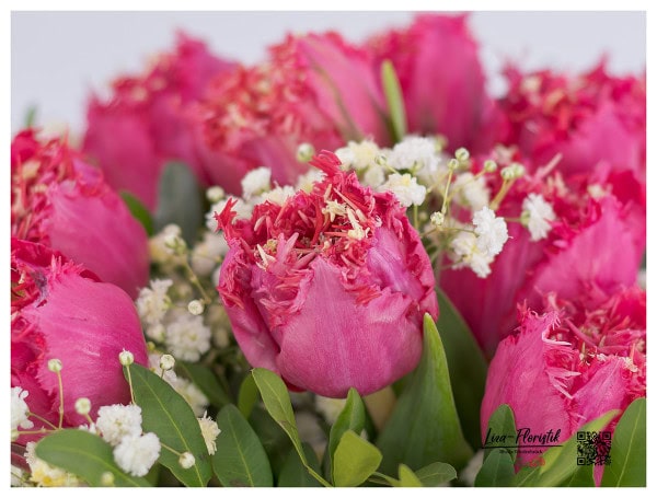 Rote Tulpe im Detail
