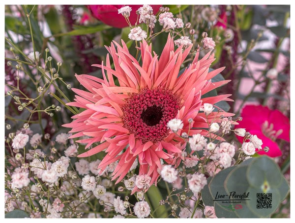 Pinke Gerbera und Schleierkraut im Detail