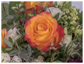 Im Detail - Ecuador Rose Encanto