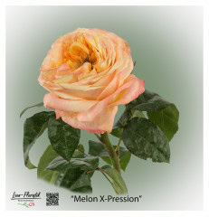 Ecuador Rose Melon Xpression