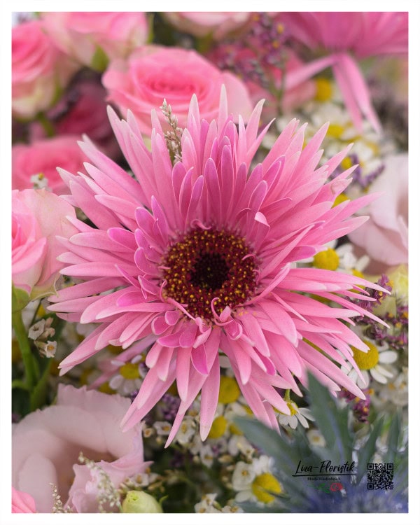 Rosa Gerbera