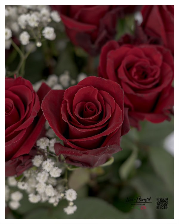 Das Detailbild zeigt die exquisite, samtige Struktur der dunkelroten Rosenblüten, die durch das kontrastierende, filigrane Schleierkraut noch mehr hervorgehoben wird.