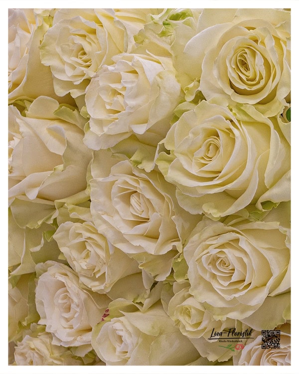 Ein Meer aus 40 edlen weißen Rosen – ein eleganter Strauß, der mit seiner schlichten Schönheit verzaubert. Perfekt für besondere Anlässe oder als zeitloser Liebesgruß