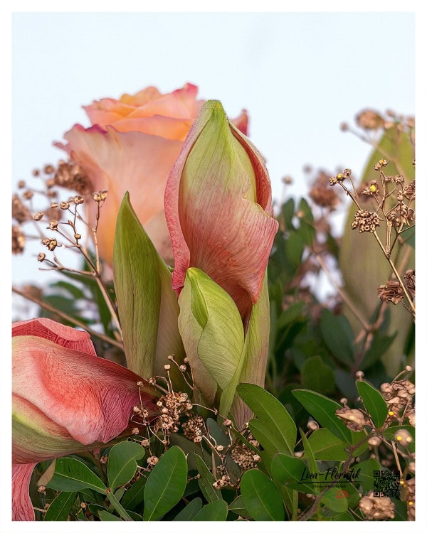 Im Detail: Amryllis vor orangen Rosen und goldgefärbtem Schleierkraut