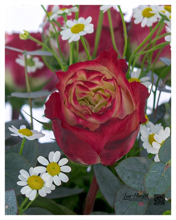 Rose Apple Jack vor Kamille und Eukalyptus im Detail