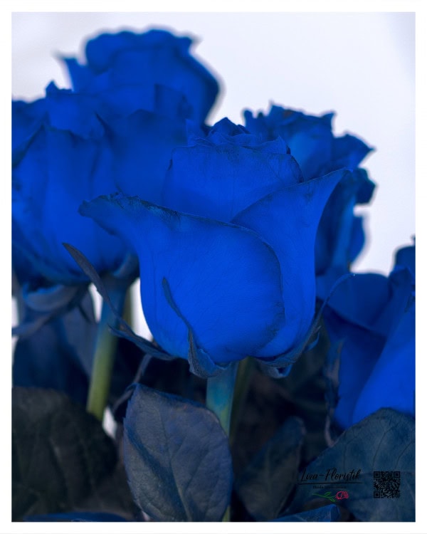 Blaue Rose in der Detailansicht