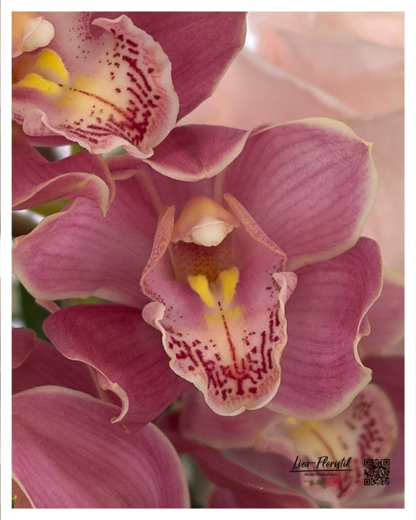 Cymbidium-Orchideen im Detail