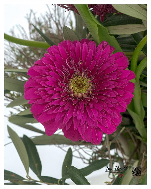 Detailaufnahme einer tief pinkfarbenen Gerbera mit feiner Blütenstruktur und grün-gelber Mitte