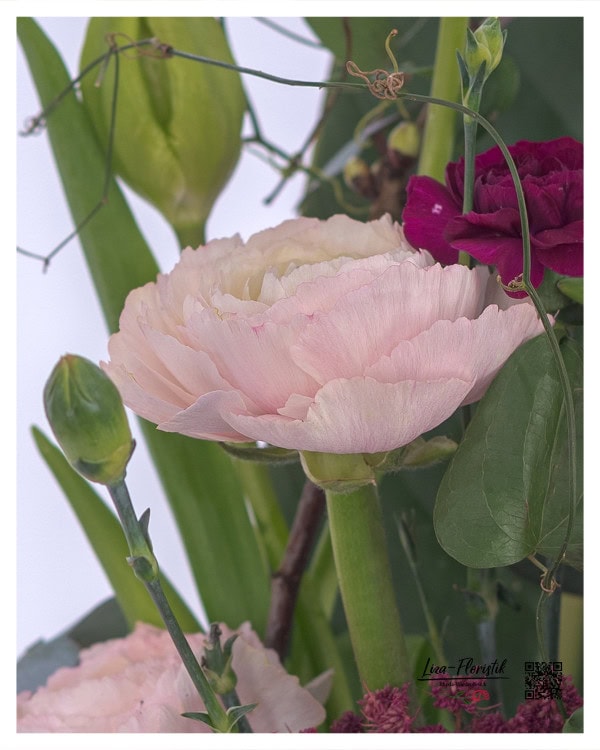 Nahaufnahme einer zarten, rosa Ranunkel mit sanft gewellten Blütenblättern, umgeben von violetten Nelken, gefärbtem Ammi und grünen Knospen