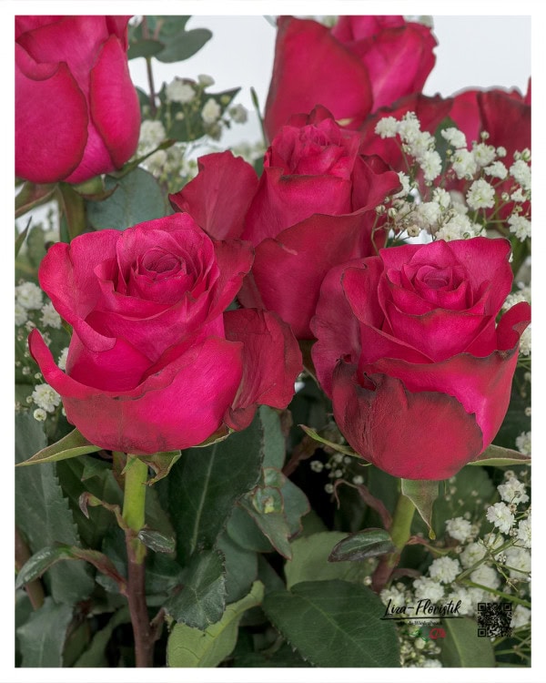 Detailaufnahme von pinkfarbenen Ecuador-Rosen der Sorte „Lola“, umgeben von feinem Schleierkraut und frischem Eukalyptus – edle Blüten mit samtiger Struktur und kräftiger Farbe.